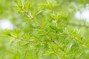 Young branches of larch. Closeup of green larch young needles. Larix sibirica, the Siberian larch or Russian larch. A branch with white apple flowers. Beautiful spring Flora background