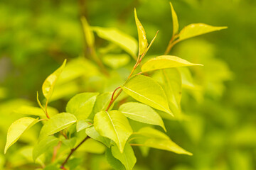 Fototapeta premium Apple tree leaves in close-up.