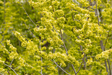 A branch of the Elm tree. Ulmus hollandica. Golden Elm. Beautiful spring Flora background