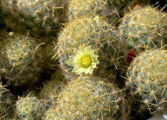 Little blooming cactus flower. Cactus with pale yellow flower.