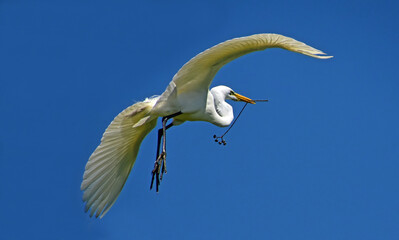 great white egret  in flight with nesting materials in his beak on a sunny spring day in spring at the smith oaks rookery on high island, near winnie, texas