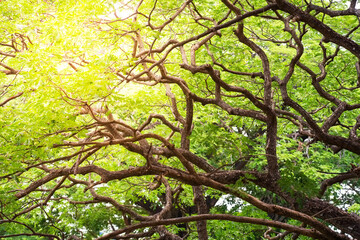 Beam of light passing through the tree crooked branches. Natural forest spring green background In...