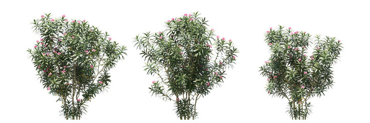 Oleander isolated, bushes shrub and small plants isolated   © Poprock3d