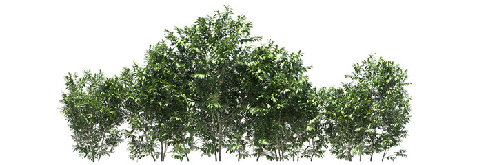 Obraz premium Various types of tree flowers grass bushes shrub and small plants isolated