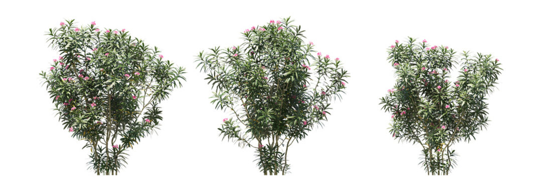 Oleander isolated, bushes shrub and small plants isolated	

