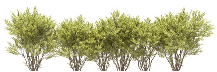 Line of medium size trees with green yellow leaves 