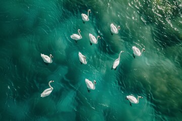 Aerial view of white swans swimming in the sea, aerial photography