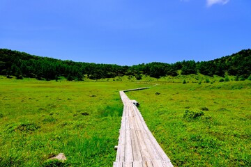 爽やかな夏の池の平湿原
