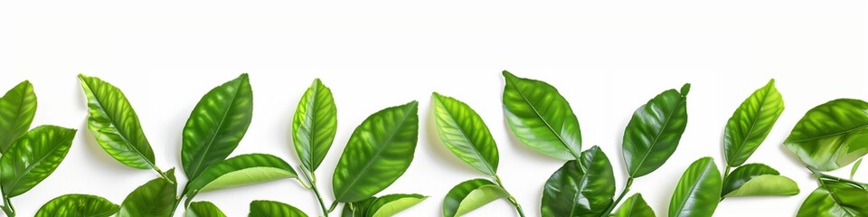 Obraz premium frame made Citrus leaves isolated and top view on white background, Generated by AI.