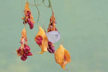 A psyche butterfly is resting on a bunch of ripe balsam pears on a tree. This insect has the...