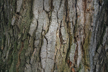 Beautiful texture of old wood shaded by the glare of the sun. Natural light Close-up