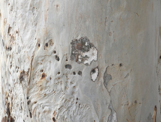 Eucalyptus tree bark texture, Bark of eucalyptus tree, seamless texture, a eucalyptus tree bark texture background image