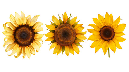 Obraz premium Set of top view blooming sunflowers, showing the intricate patterns of seeds and petals