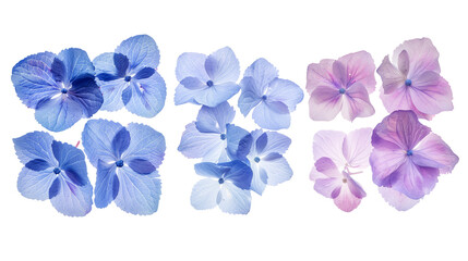 Set of hydrangea petals in shades of blue and purple, emphasizing their delicate feel and dense clusters