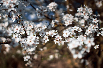 Mass flowering of fruit and berry trees in spring