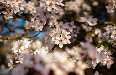 Mass flowering of fruit and berry trees in spring