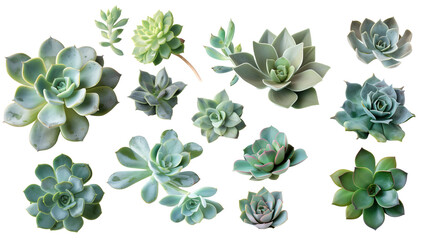Set of succulent leaves from species like echeveria, sedum, and agave, emphasizing their thick, water-storing capabilities