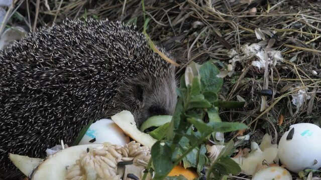 A hedgehog eats garbage, pollution, close-up.