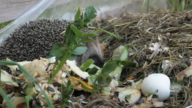 A hedgehog eats garbage, pollution, close-up.