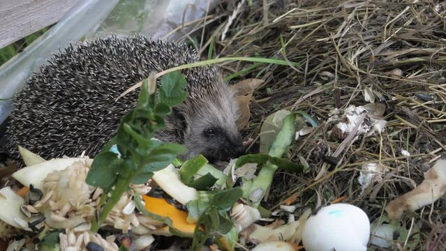 Hedgehog eats garbage, concept of caring for wildlife, pollution, close-up