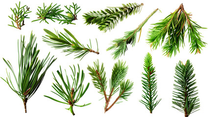 Set of pine needles, showcasing bundles of long, slender leaves characteristic of conifers