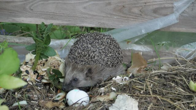 The hedgehog came to the cesspool and eats garbage.