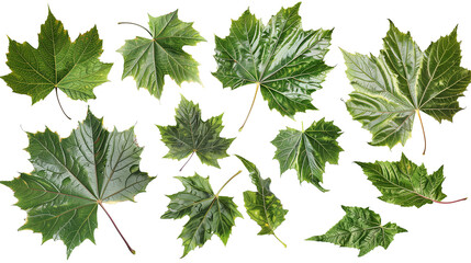 Set of sycamore leaves, displaying their large, broad leaves with distinctive mottled bark patterns