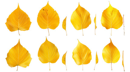 Obraz premium Set of birch leaves, capturing their delicate, triangular shapes and vibrant yellow fall colors