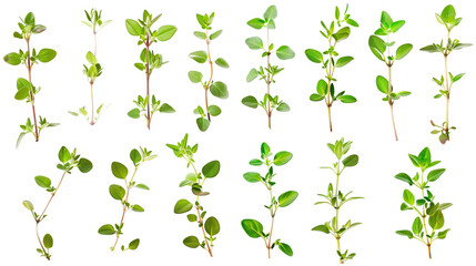 Set of thyme leaves, featuring tiny, pungent leaves often used in culinary and medicinal applications,