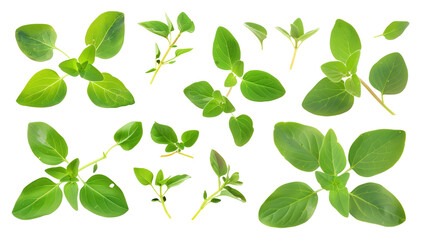 Obraz premium Set of oregano leaves, with their small, oval leaves packed with a robust flavor, essential in Mediterranean cooking,