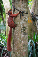 Red Squirrel with Bushy Tail Climbing Tree - San Gill, Colombia 