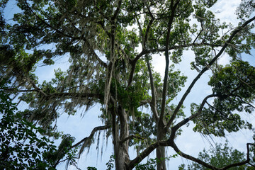 Jungle Tree Canopy with Clear, Blue Skies - San Gill, Colombia
