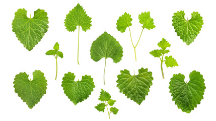 Set of catnip leaves, displaying their heart-shaped, soft, furry leaves known for their appeal to cats and use in herbal teas,