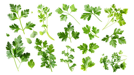 Set of parsley leaves, focusing on both the curly and flat-leaf varieties, essential for culinary use and rich in vitamins,