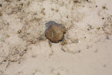 Dead brain coral on a sandy beach