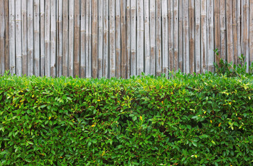 Green leaves on the background of a bamboo fence