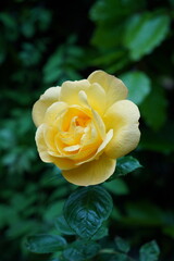 single yellow rose flower head. pretty summer blooming garden rose isolated by greenery