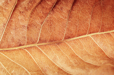 macro photograph of a drawing of a brown, withering leaf of a tree