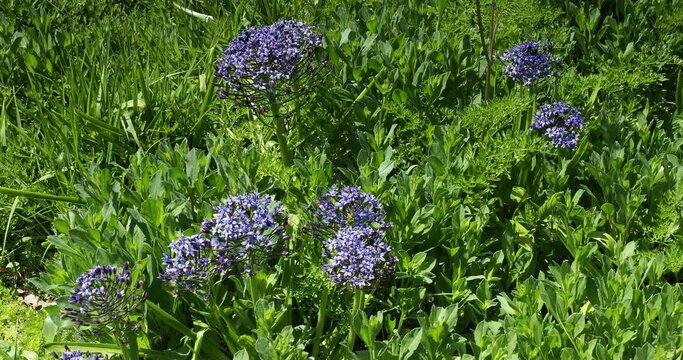 Clumps of Portuguese squill or Hyacinth-of-Peru (Scilla peruviana) forming an ornamental ground cover of small starry blue flowers atop pyramidal stems above narrow strap-shaped foliage
