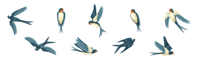 Swallow or Martin Passerine Bird with Long Tail and Pointed Wings Flying and Gliding Vector Set
