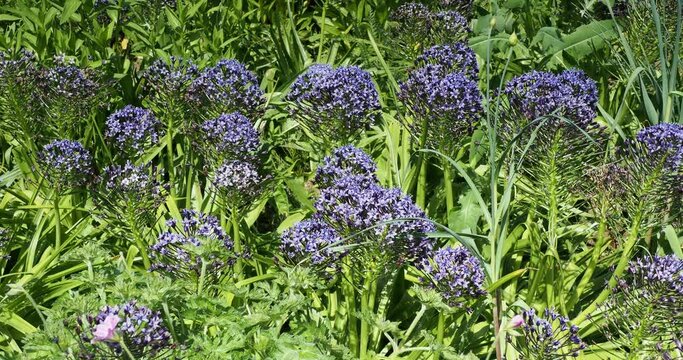 Clumps of Portuguese squill or Hyacinth-of-Peru (Scilla peruviana) forming an ornamental ground cover of small starry blue flowers with nectar attracting pollinating insects
