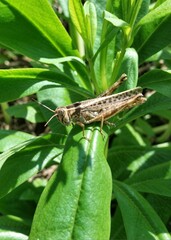 Brown grasshopper on a leaf, 