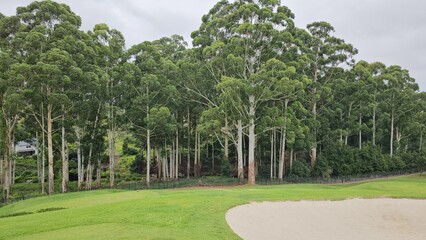 Golf Course Surrounded by Trees and Sand Bunker