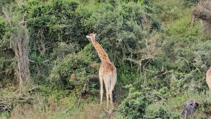 Two Giraffes Standing in a Grassy Area