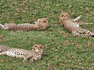 Three Cheetahs Laying Down in the Grass