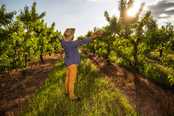 African-american farmer in his orchard. He is cultivating plum.