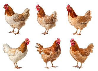 A photo of six different breeds of chicken, all standing in a row in isolated on transparent background
