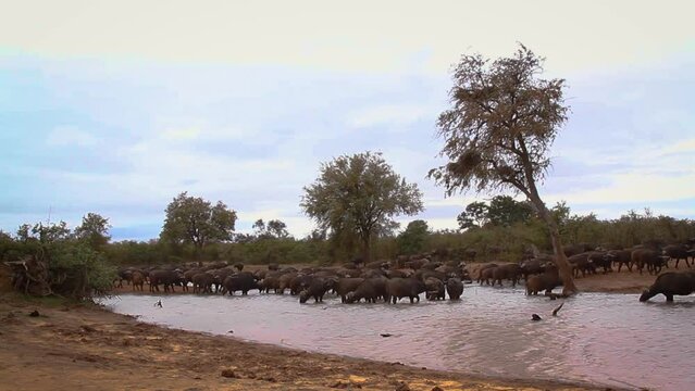 African buffalo herd drinking in waterhole in Kruger National park, South Africa ; Specie Syncerus caffer family of Bovidae