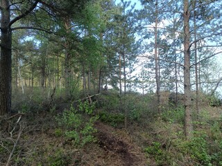 Rekyva forest and lake during sunny summer day. Pine and birch tree woodland. Wavy lake. Bushes and small trees are growing in woods. Sunny day without clouds in blue sky. Nature. Rekyvos miskas.	