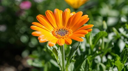 Single orange flower stands out in green garden.